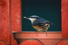 Nuthatch-Crop-for-web.jpg