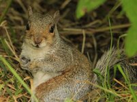 grey squirrel.jpg