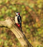 great spotted  woodpecker (male)2.jpg