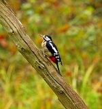 great spotted  woodpecker (female)1.jpg
