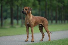 Rhodesian_ridgeback.jpg