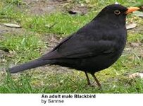 Blackbird.jpg