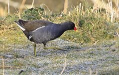 moorhen 1.jpg