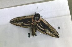 Privet Hawk Moth.jpg