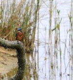 kingfisher_006.jpg