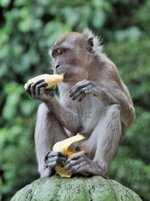 4547751-monkey-eating-banana-against-blurred-green-background.jpg