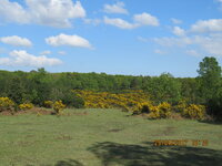 gorse2.JPG