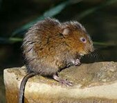 Water Vole.jpg