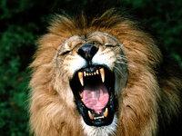 Lion-Roar.jpg