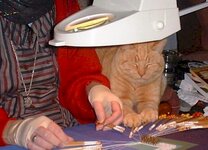 Tiger helps make lace.jpg