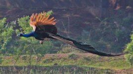 1200px-Peacock_Flying.jpg