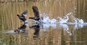 Moorhens.jpg