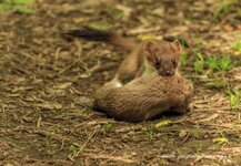 Stoat (800 x 554).jpg