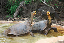 220px-Galapagos_dominance_display.jpg