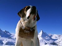 saint_bernard.jpg