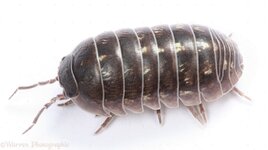 10521-Pill-Woodlouse-white-background.jpg