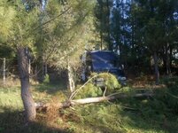 fallen tree blocks way.jpg