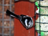 Long Tailed Tit.jpg