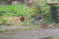 Pair of Bullfinches.JPG