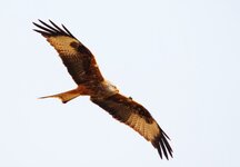 Red Kite [800x600].jpg