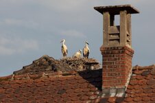 Storks Turckheim.jpg