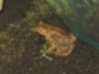 frog.JPG