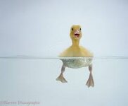 duckling swimming.jpg