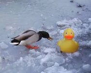 duck and rubber duck.jpg