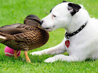dog and duck.jpg