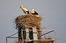 storks [800x600].jpg