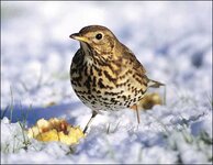 song_thrush_bob_glover_470x365.jpg