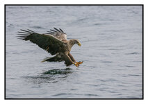 Sea Eagle.jpg