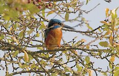 Kingfisher.jpg