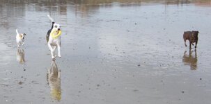 Beach romping.jpg