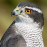 Goshawk