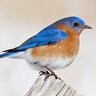 Bluebird