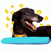 Yas Rescue Dog GIF by Greyhound Rescue