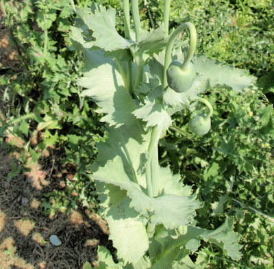 Opium+Poppy+Leaves.JPG