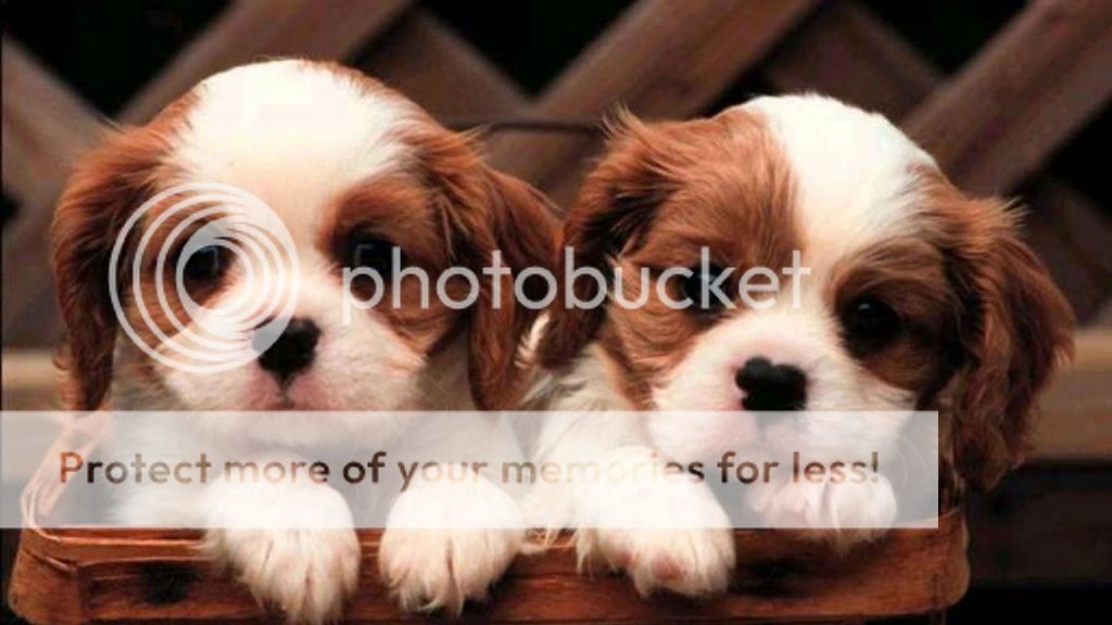 cute-puppy-wallpaper--1920x1080_zps79113177.jpg