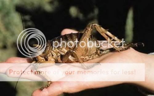 Wetas-The-Giant-Crickets-005.jpg