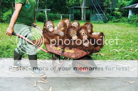 orangutans-1.jpg