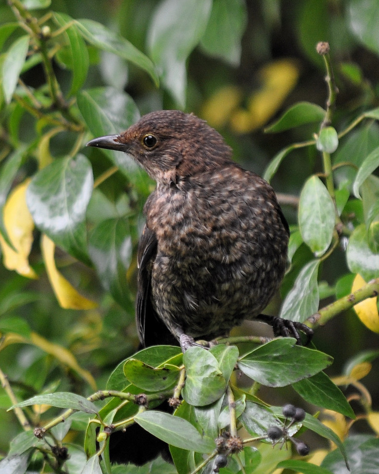 Juvenile%20blackbird-X2.jpg