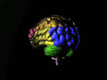 Brain_animated_color_nevit.gif
