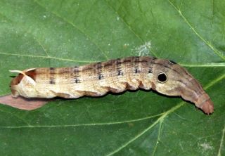 Brown-Caterpillar-With-Faux-Eyes.jpg