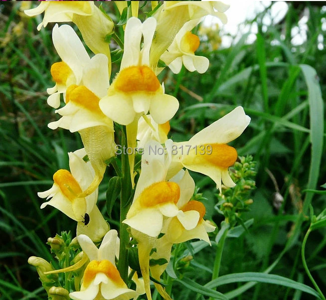 Wholesale-New-Home-Garden-200-Seeds-Mixed-Moroccan-Toadflax-Snapdragon-Linaria-Maroccana-Flower-Seeds-Free-Shipping.jpg