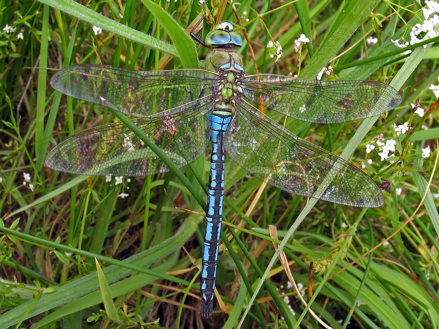 british-dragonflies.org.uk