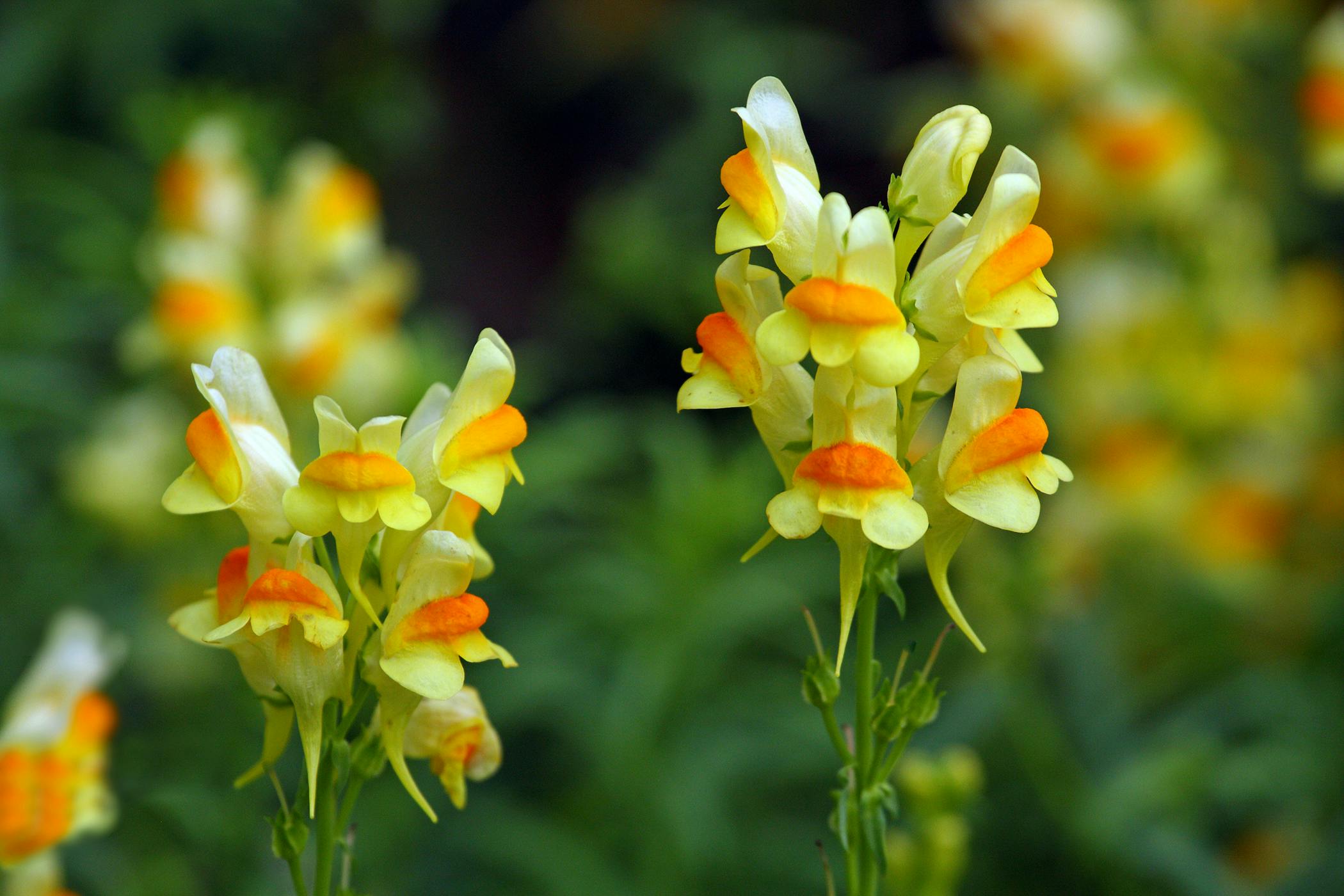 toadflax-poisoning.jpg