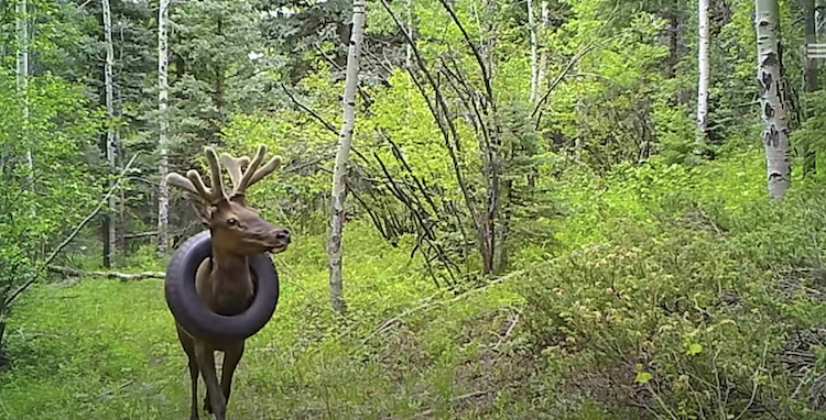 colorado-elk-tire-removed-1.png