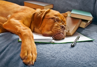 sleeping-dog-with-books-and-pen.jpg