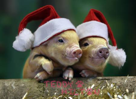 christmas-pigs.jpg